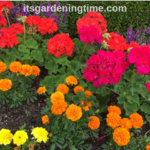 Virginia Beach Flora! #salvia #geraniums #marigolds #pachysandra #flower #flowers #garden