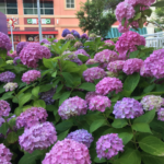 Virginia Beach Flora — Hydrangea! #garden #gardens #gardening #flower #flowers