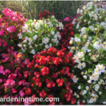 Bountiful Begonias are Drought-Tolerant & Low-Maintenance! #flower #flowers #garden #gardening