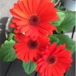 What We Have Learned About #Growing Red Gerbera #Daisies! #flower #flowers