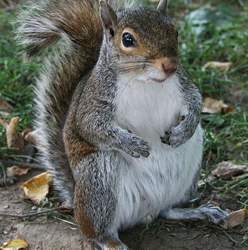 Eastern Squirrel [Photo Courtesy: Wikipedia Commons]