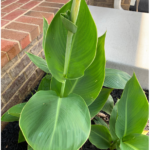 Transplanting Tropical Cannas from #Containers to the Ground!